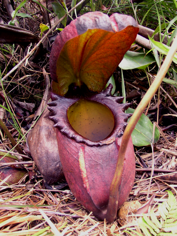 File:Nepenthes rajah.png