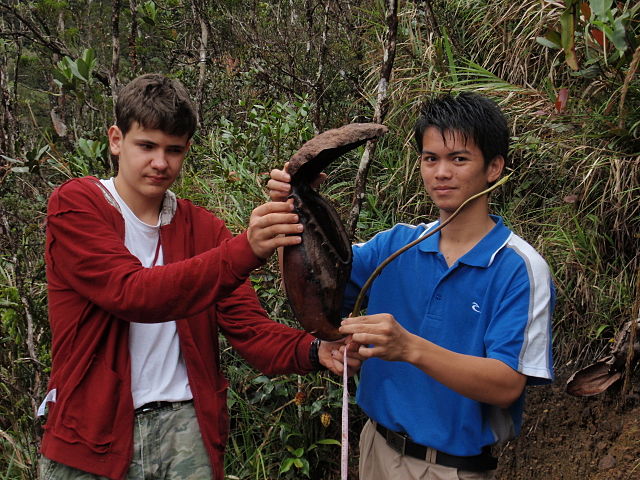 File:Nepenthes rajah 41 cm pitcher.jpg