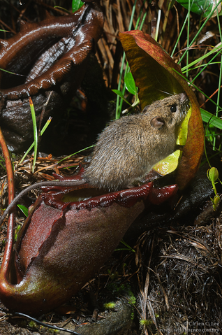 File:Rattus baluensis visiting Nepenthes rajah.png