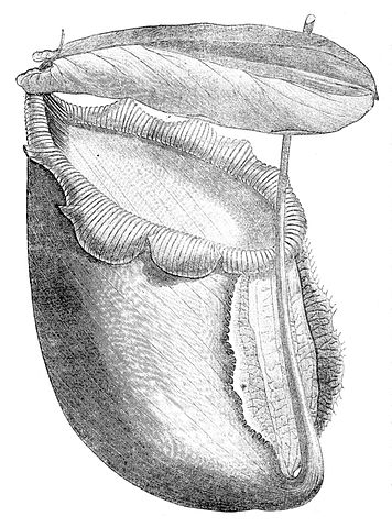 File:First Nepenthes rajah cultivated in Europe.jpg