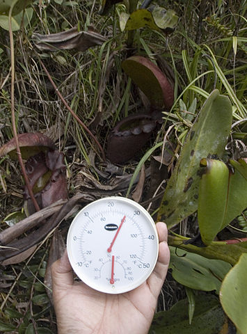 File:Nepenthes rajah climate.jpg