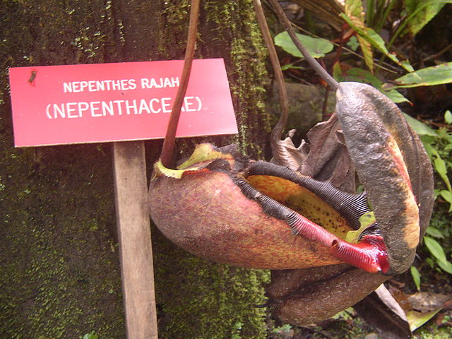 File:Nepenthes rajah mountain garden.jpg