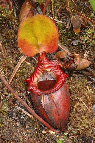 File:Kinabalu N. &times; kinabaluensis 6.JPG