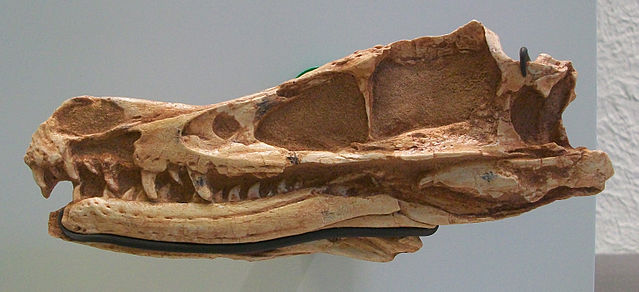 File:Velociraptor mongoliensis AMNH 6515.jpg