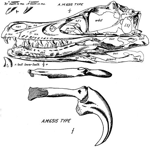 File:Velociraptor mongoliensis type skull and jaws.jpg