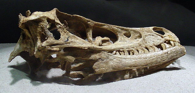 File:Dinosaur 99.jpg