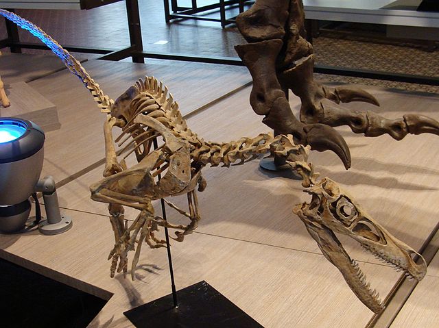 File:Velociraptor skeleton.jpg