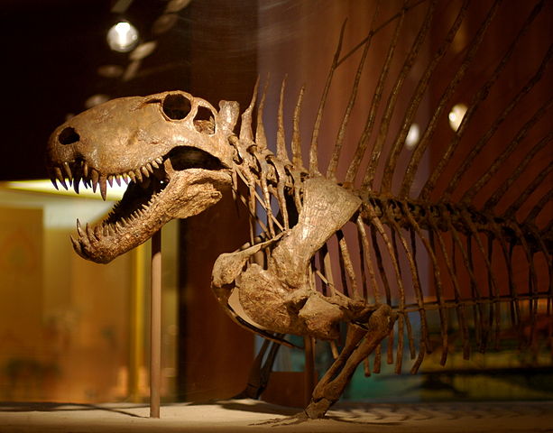 File:Dimetrodon skeleton.jpg