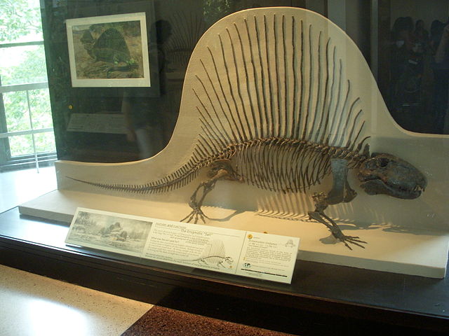 File:Dimetrodon limbatus AMNH 4636.JPG