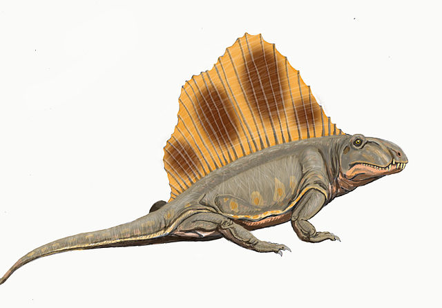 File:Dimetrodon loomisi.jpg