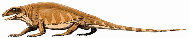 File:Varanops brevirostris.jpg