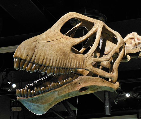 File:Mamenchisaurus skull.jpg
