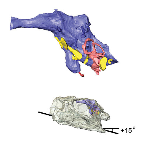 File:Massospondylus CT scans.jpg