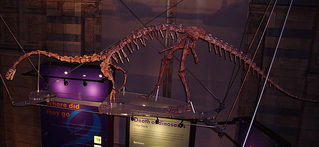 File:Massospondylus NHM.JPG
