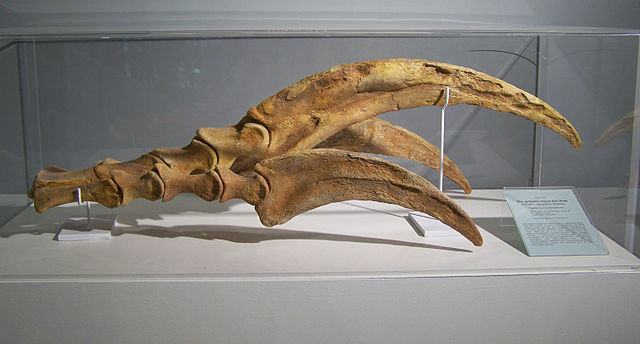 File:Therizinosaurus claw.jpg