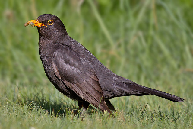 File:Common Blackbird.jpg
