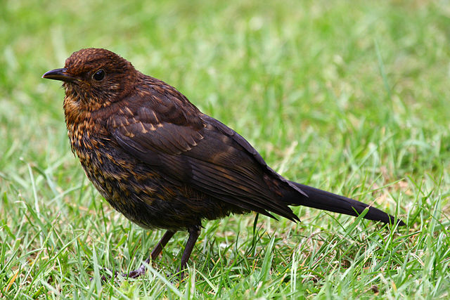 File:Turdus merula (juvenile) -lawn-8.jpg