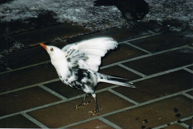 File:Wei&szlig;e Amsel Flug.jpg