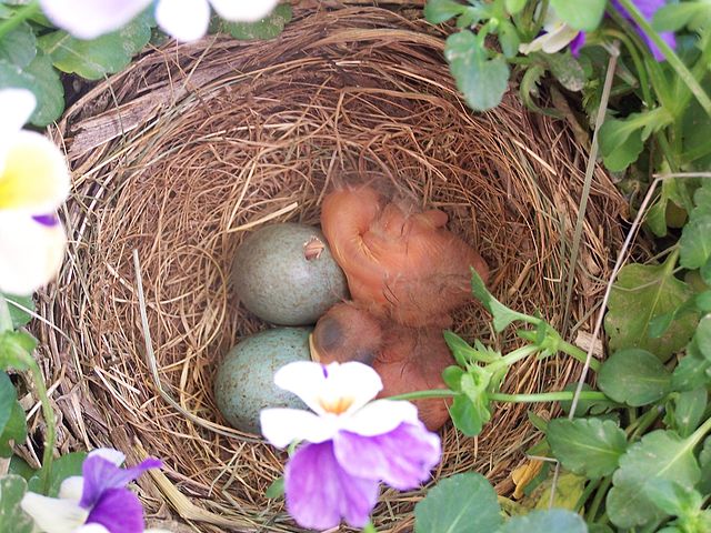 File:Hatchling birds in nest with eggs.jpg