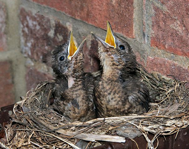 File:Turdus merula -England -chicks in nest-8 (2).jpg
