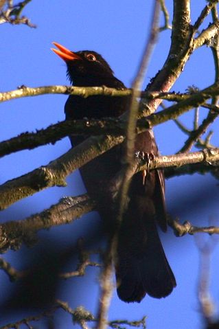 File:Blackbird tree.jpg