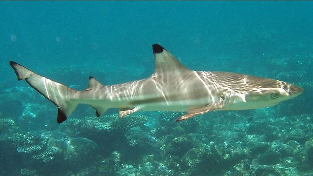 File:Carcharhinus melanopterus mirihi.jpg
