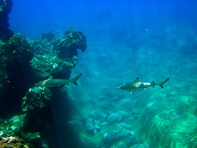 File:Carcharhinus melanopterus guam 2.jpg
