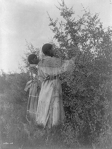File:Mandan girls gathering berries.JPG