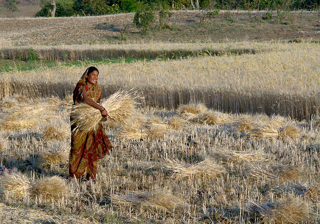 File:Woman harvesting wheat, Raisen district, Madhya Pradesh, India ggia version.jpg