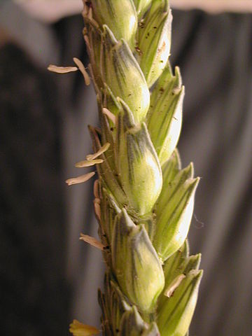 File:WheatFlower3.jpg