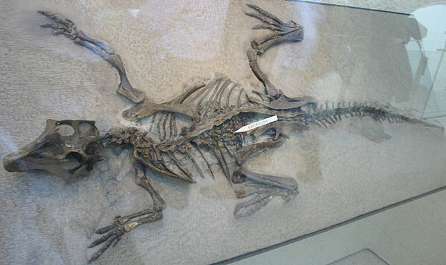 File:Psittacosaurus gastroliths.jpg