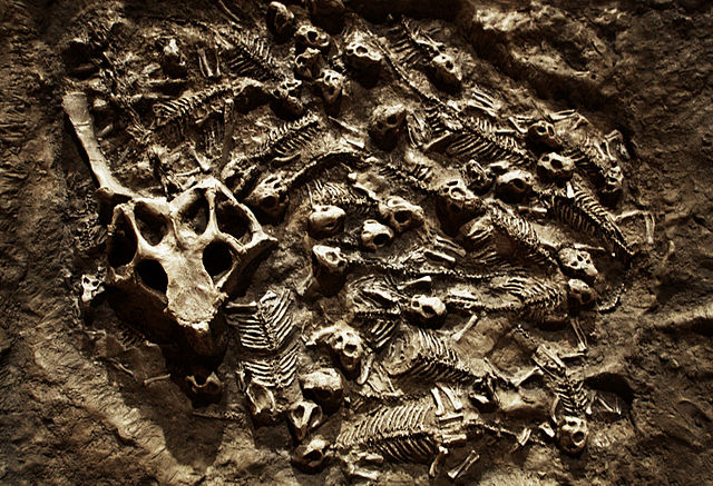 File:Psittacosaurus nest.jpg