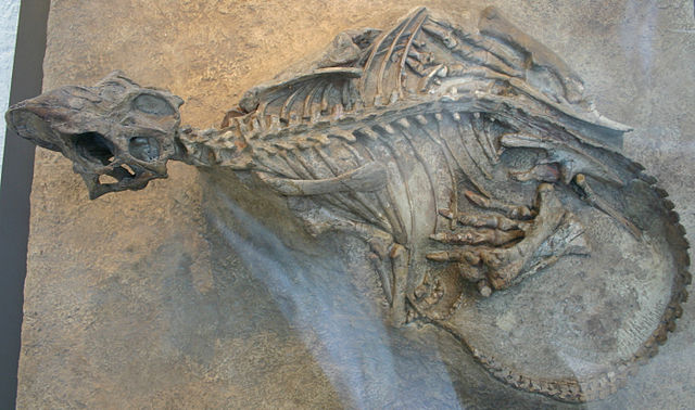 File:Psittacosaurus holotype.jpg