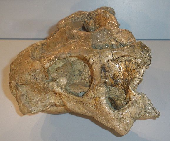 File:Psittacosaurus liujiatunensis.jpg