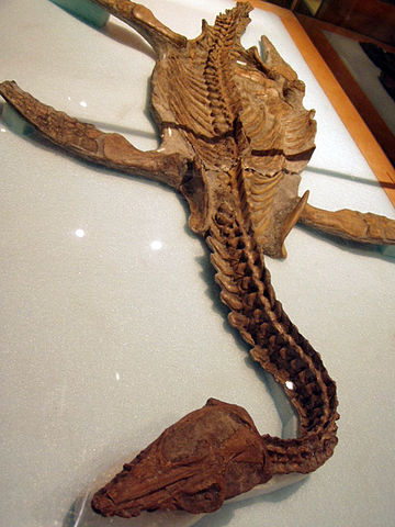 File:Nichollssaura.jpg