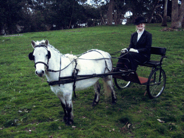 File:Shetland Pony in Harness and Cart.gif