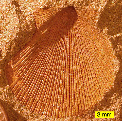 File:Aviculopecten subcardiformis01.JPG