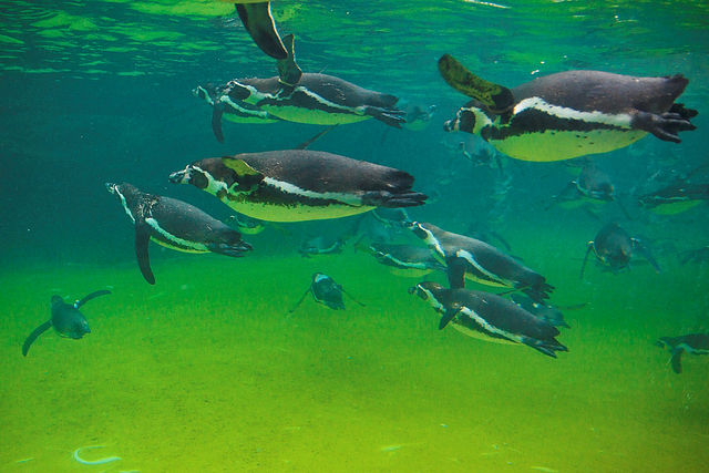 File:Spheniscus humboldti -swimming -aquarium-8a.jpg