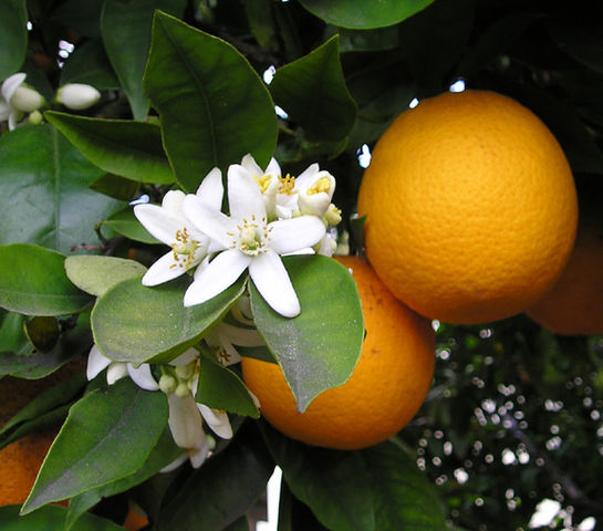 File:OrangeBloss wb.jpg