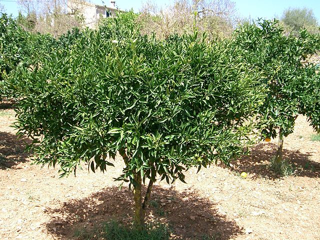 File:Mandariner Citrus deliciosa.jpg
