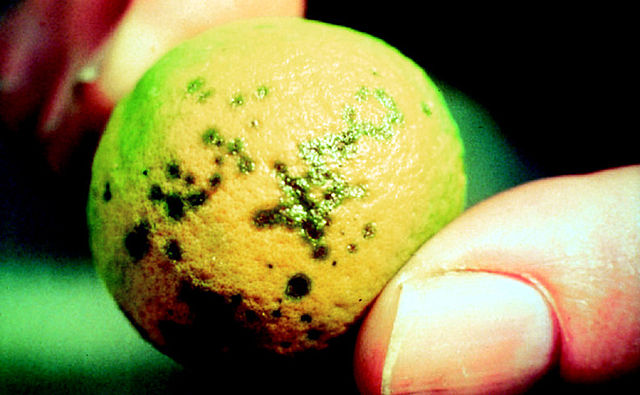 File:Citrus canker on fruit.jpg