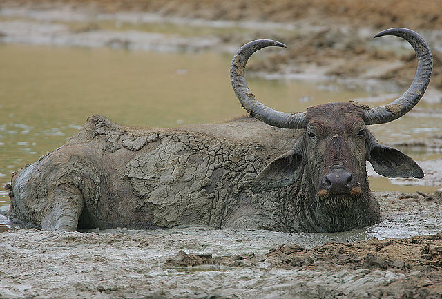 File:Flickr - Rainbirder - Water Buffalo.jpg