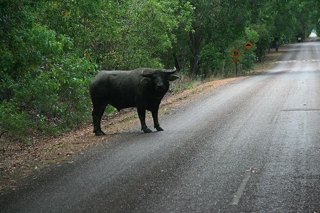 File:Water Buffalo at Fogg Dam (1).jpg