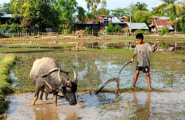 File:Child and ox ploughing, Laos (1).jpg