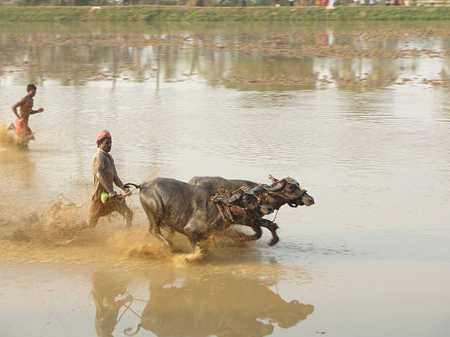 File:Kambala, he-buffalo race at Vandar village, Udupi Dist., Kar. India.jpg