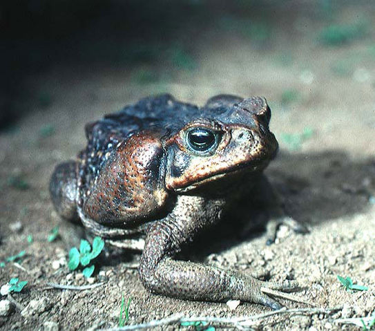 File:Bufo marinus01e.jpg