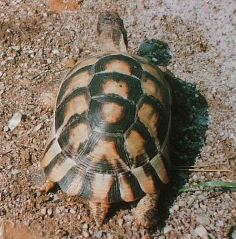 File:Testudo marginata5.jpg