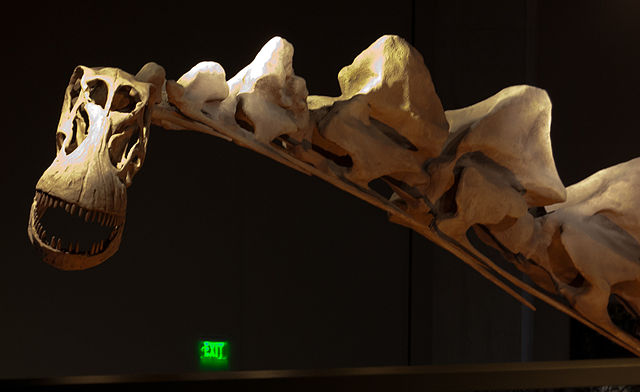 File:Alamosaurus neck.jpg