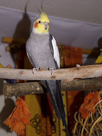 File:Cockatielmale.jpg
