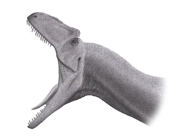 File:Allosaurus Jaws Steveoc86.jpg